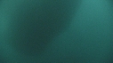FOUS, SARDINES, DAUPHINS, REQUINS