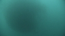 FOUS, SARDINES, DAUPHINS