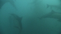DAUPHINS, FOUS