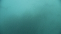 SARDINES, DAUPHINS, REQUIN