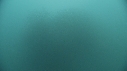 SARDINES, DAUPHINS, REQUIN, FOUS