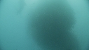 SARDINES, REQUINS, DAUPHINS, PLONGEURS