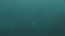 SARDINES, REQUIN, PLONGEUR