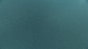 SARDINES, REQUIN
