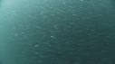 SARDINES, DAUPHINS, FOUS