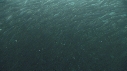 SARDINES