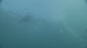 FOUS, OTARIES, SARDINES, DAUPHINS
