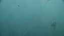 FOUS, OTARIES, SARDINES, DAUPHINS