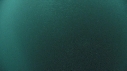 FOUS, SARDINES, DAUPHINS, REQUINS