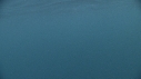 BALEINE A BOSSE, DAUPHINS