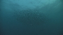 SARDINES, DAUPHINS