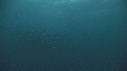 SARDINES, FOUS