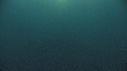 SARDINES, DAUPHINS