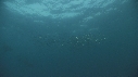 SARDINES, DAUPHINS, FOUS