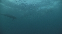 SARDINES, DAUPHINS