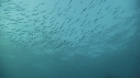 SARDINES, DAUPHINS