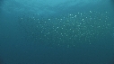 SARDINES, DAUPHINS, FOUS