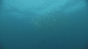 SARDINES, DAUPHINS, FOUS