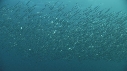 SARDINES, DAUPHINS, FOUS