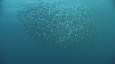 SARDINES, DAUPHINS, FOUS