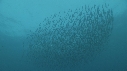 SARDINES, DAUPHINS, FOUS