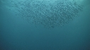 SARDINES, FOUS, DAUPHINS