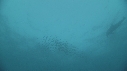 SARDINES, FOUS, DAUPHINS