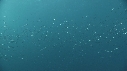 SARDINES