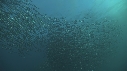 SARDINES