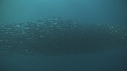 SARDINES, FOUS