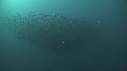 SARDINES, FOUS