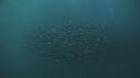 SARDINES, FOUS