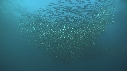 SARDINES, FOUS