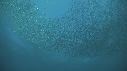 SARDINES, FOUS