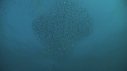 SARDINES, FOUS, DAUPHINS