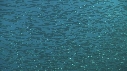 SARDINES, FOUS, DAUPHINS