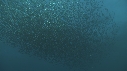 SARDINES, FOUS, DAUPHINS