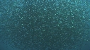 SARDINES, FOUS