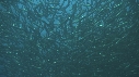 SARDINES, FOUS