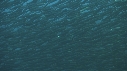 SARDINES, FOUS