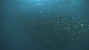 SARDINES, FOUS, DAUPHINS