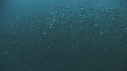 SARDINES, FOUS