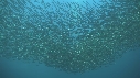 SARDINES, FOUS