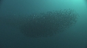 SARDINES, FOUS