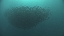 SARDINES, FOUS