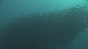 SARDINES, FOUS