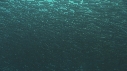 SARDINES, FOUS, DAUPHINS