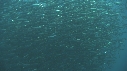 SARDINES