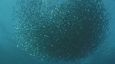 SARDINES, DAUPHINS