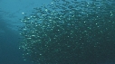 SARDINES, FOUS, DAUPHINS
